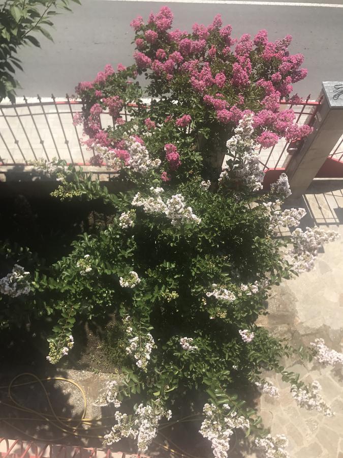 Jane Guest House Nesebar Exterior foto